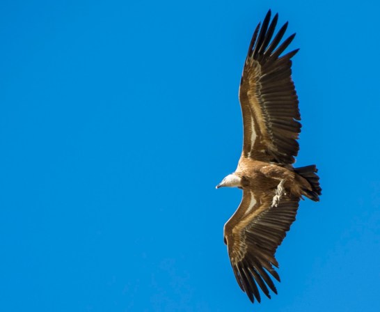 Resultado de imagen de parque nacional de monfrague buitre