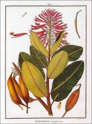 Grabado_de_Embothrium_en_Florae_peruvianae_1